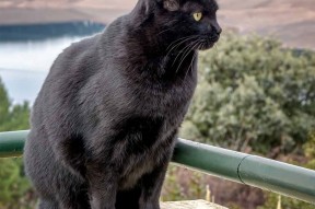 华体会登录-跨界风暴，雄鹿爆冷开拓者，英格拉姆在西甲国家德比书写传奇