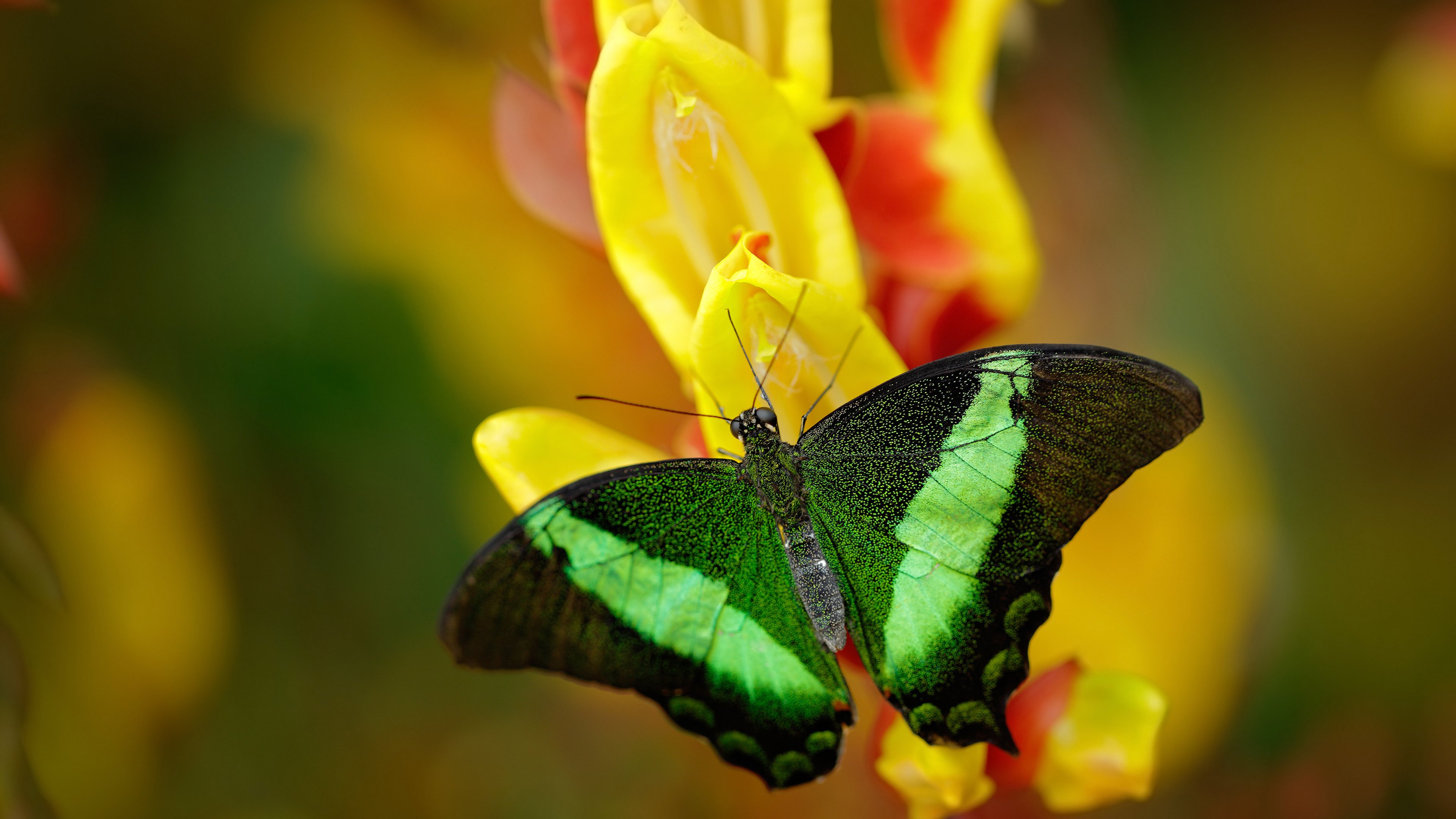 华体会登录-世界排名争夺战之夜，坎特如灯塔穿透迷雾，以战鼓般的心跳扛起全队  第1张